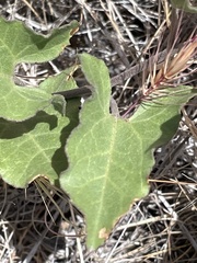 Calystegia occidentalis occidentalis