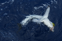 Isurus paucus