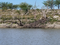 Castor canadensis mexicanus