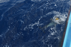 Isurus paucus