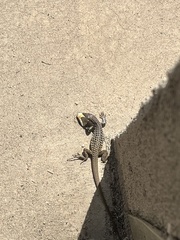 Aspidoscelis tesselatus