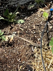 Aspidoscelis tesselatus