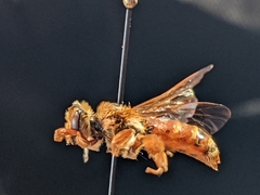 Andrena prunorum prunorum