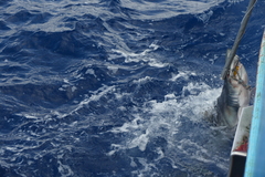 Isurus paucus