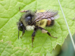 Bombus flavifrons