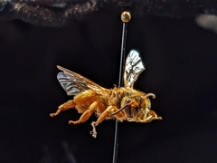 Andrena prunorum prunorum