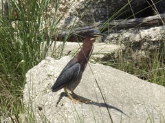 Butorides virescens image