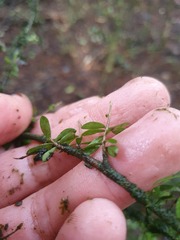 Coprosma obconica