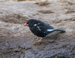 Bubalornis niger niger