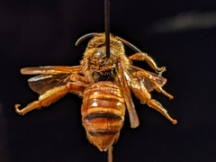 Andrena prunorum prunorum