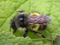 Bombus flavifrons