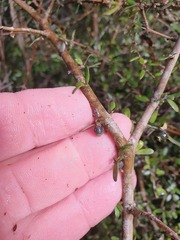 Coprosma obconica