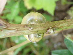 Cepaea nemoralis