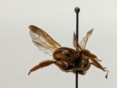 Andrena prunorum prunorum