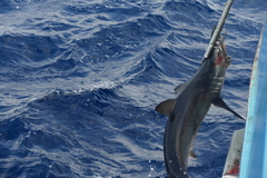 Isurus paucus