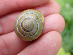 Cepaea nemoralis