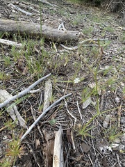 Eriogonum spergulinum