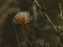 Brachyclados lycioides