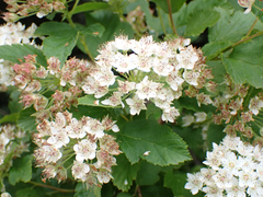 Physocarpus capitatus
