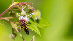 Nomada maculata