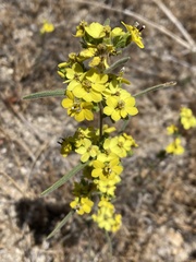 Calycadenia