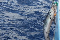 Isurus paucus