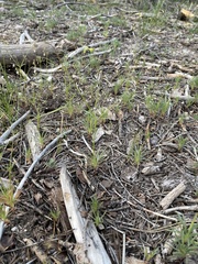 Eriogonum spergulinum