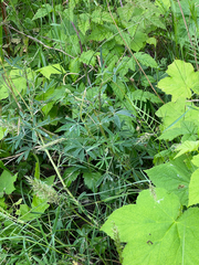Lupinus rivularis