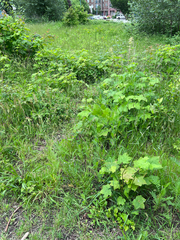 Lupinus rivularis