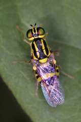Oxycera variegata