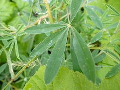 Lupinus rivularis