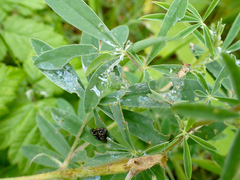 Lupinus rivularis