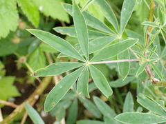 Lupinus rivularis