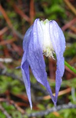 Clematis occidentalis grosseserrata