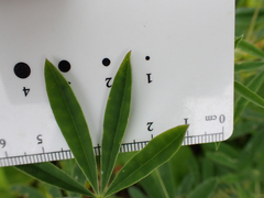 Lupinus rivularis