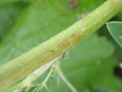 Lupinus rivularis