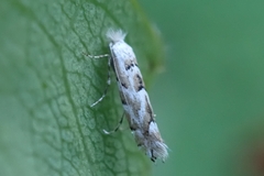 Phyllonorycter apparella