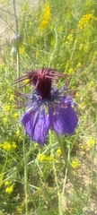 Nigella papillosa