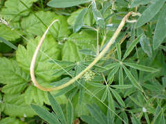 Lupinus rivularis