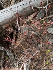 Vaccinium alaskaense