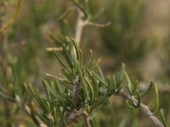 Brachyclados lycioides