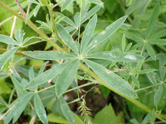 Lupinus rivularis