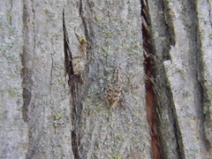 Ithycerus noveboracensis