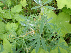 Lupinus rivularis