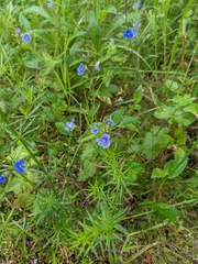 Veronica chamaedrys