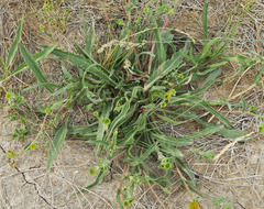 Pyrrocoma lanceolata