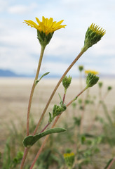 Pyrrocoma lanceolata