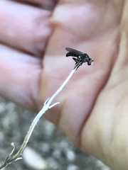 Hadrokolos texanus