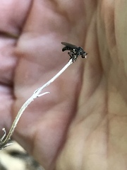 Hadrokolos texanus