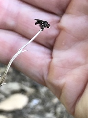 Hadrokolos texanus